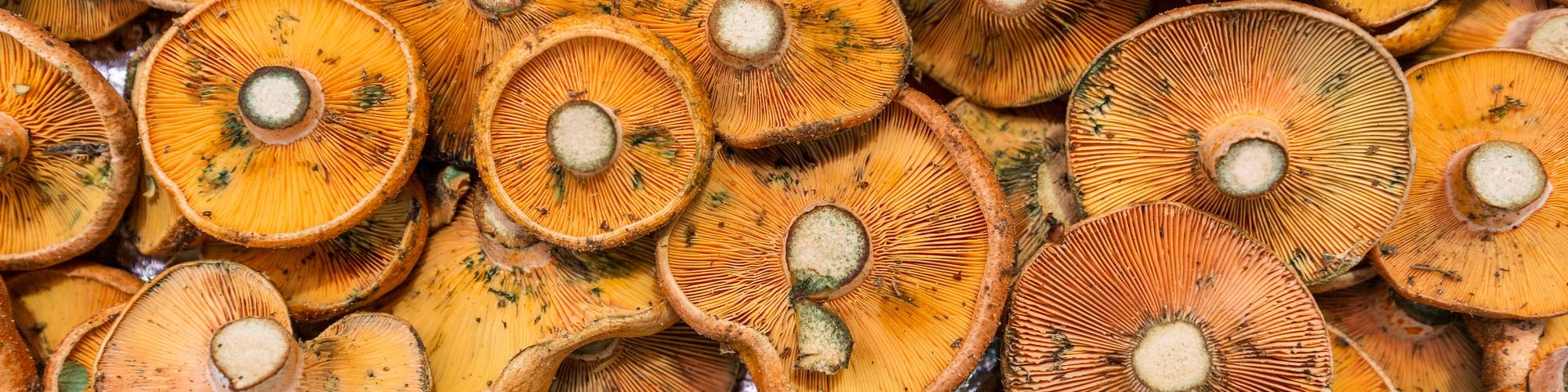 Economia, Mig Ambient i Ciències Bàsiques “Eduardo Primo Yúfera”